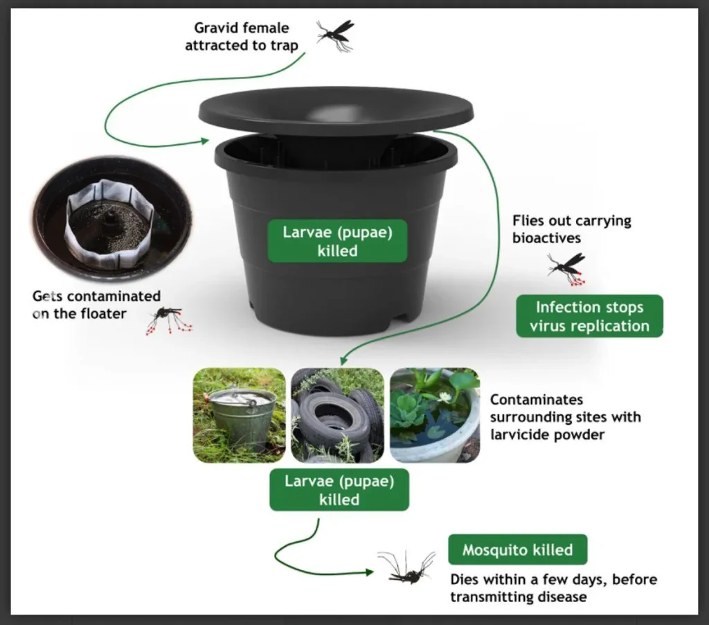 Green Mosquito Control