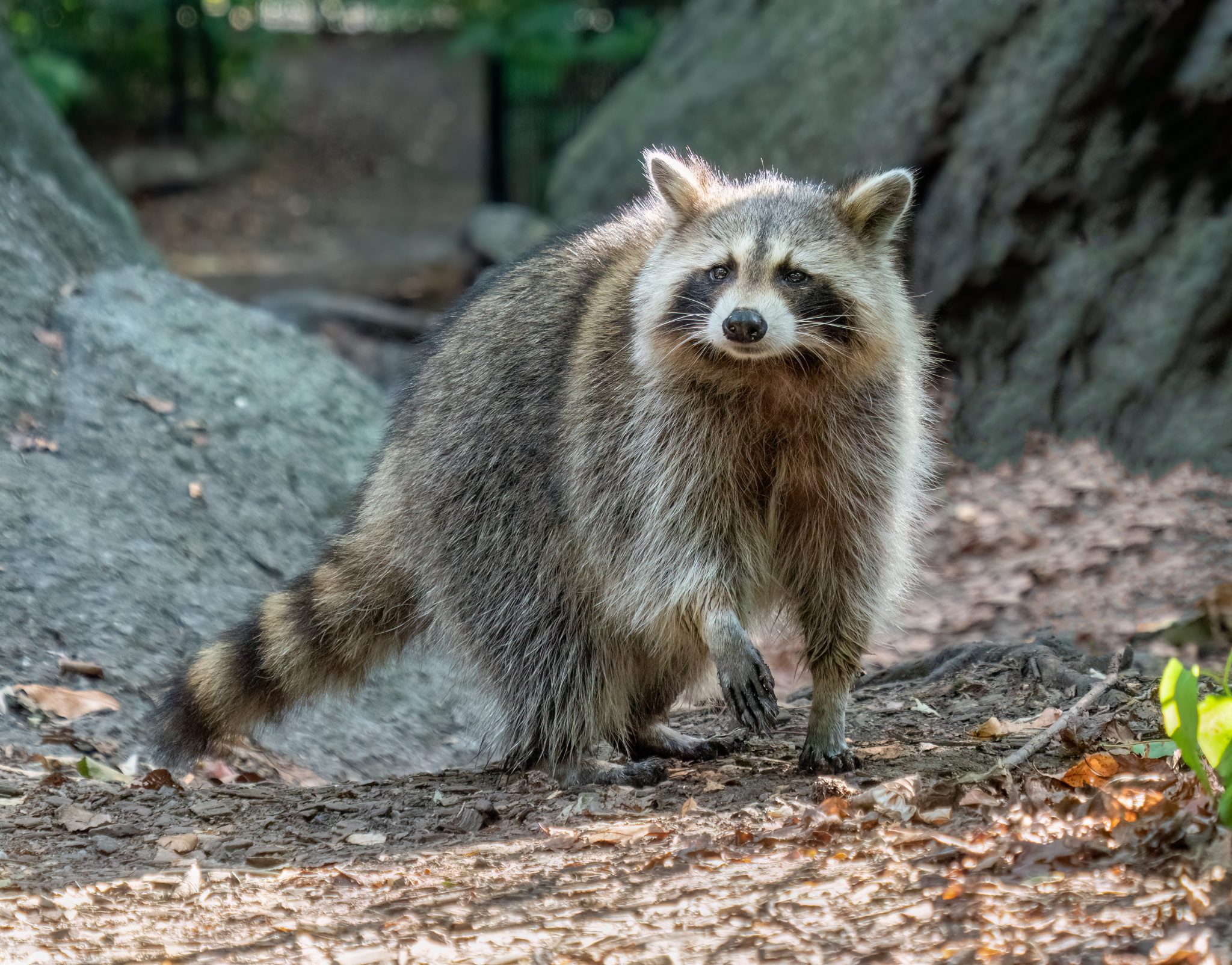 Raccoon Removal