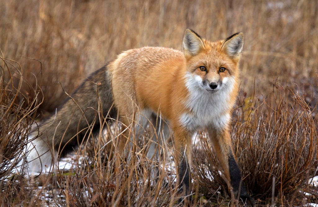 Red fox with a bushy white-tipped tail in an Overland Park, KS backyard