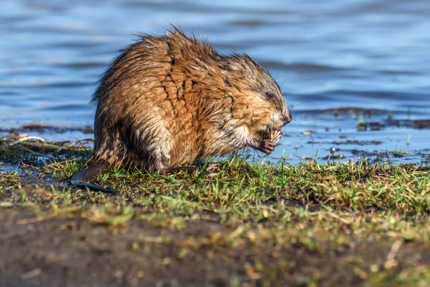 Mole Removal