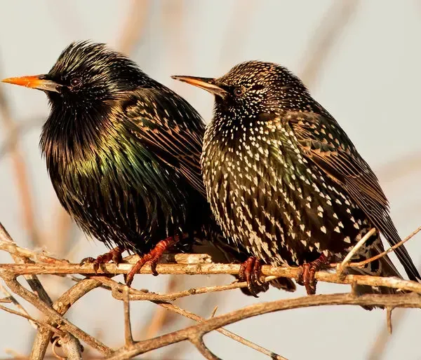 Pest birds roosting on a building ledge in Overland Park, KS