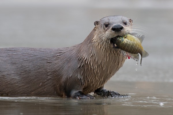River otter with a sleek body and tapered tail at a pond edge in Overland Park, KS