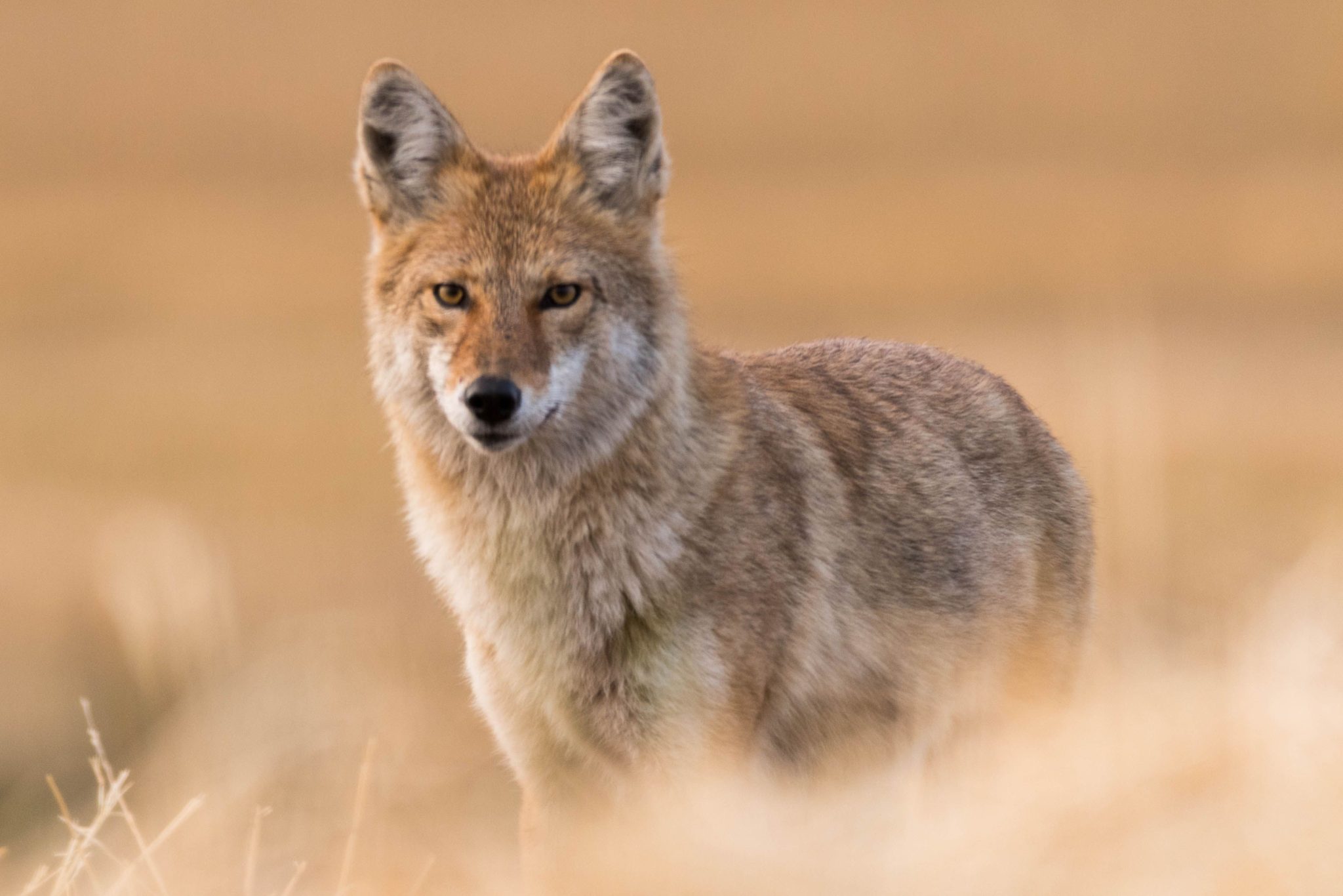Coyote with a grizzled gray-brown coat and low, black-tipped tail in Overland Park, KS