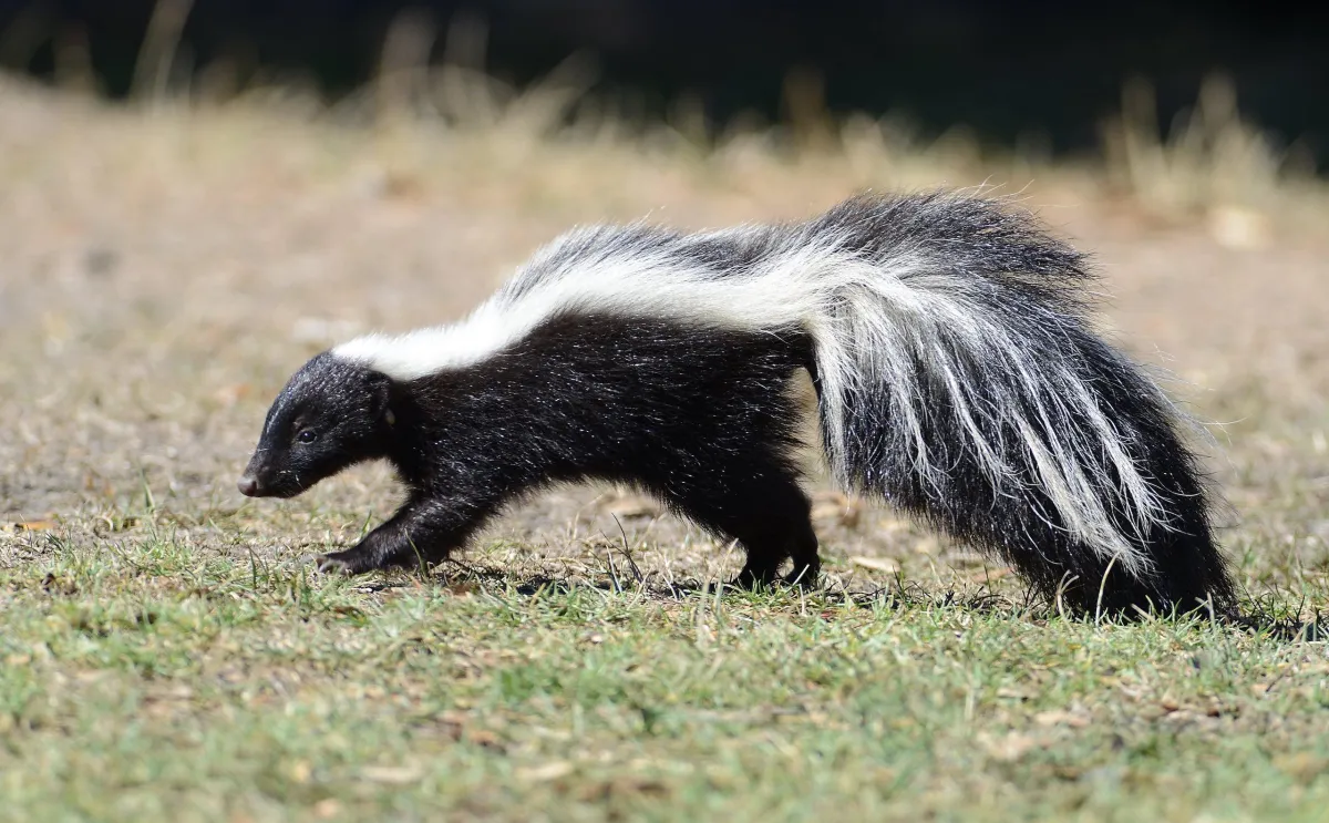 Striped skunk with raised tail near a deck in Overland Park, KS