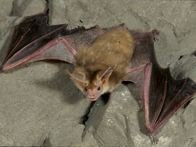 American Brown Bat Removal