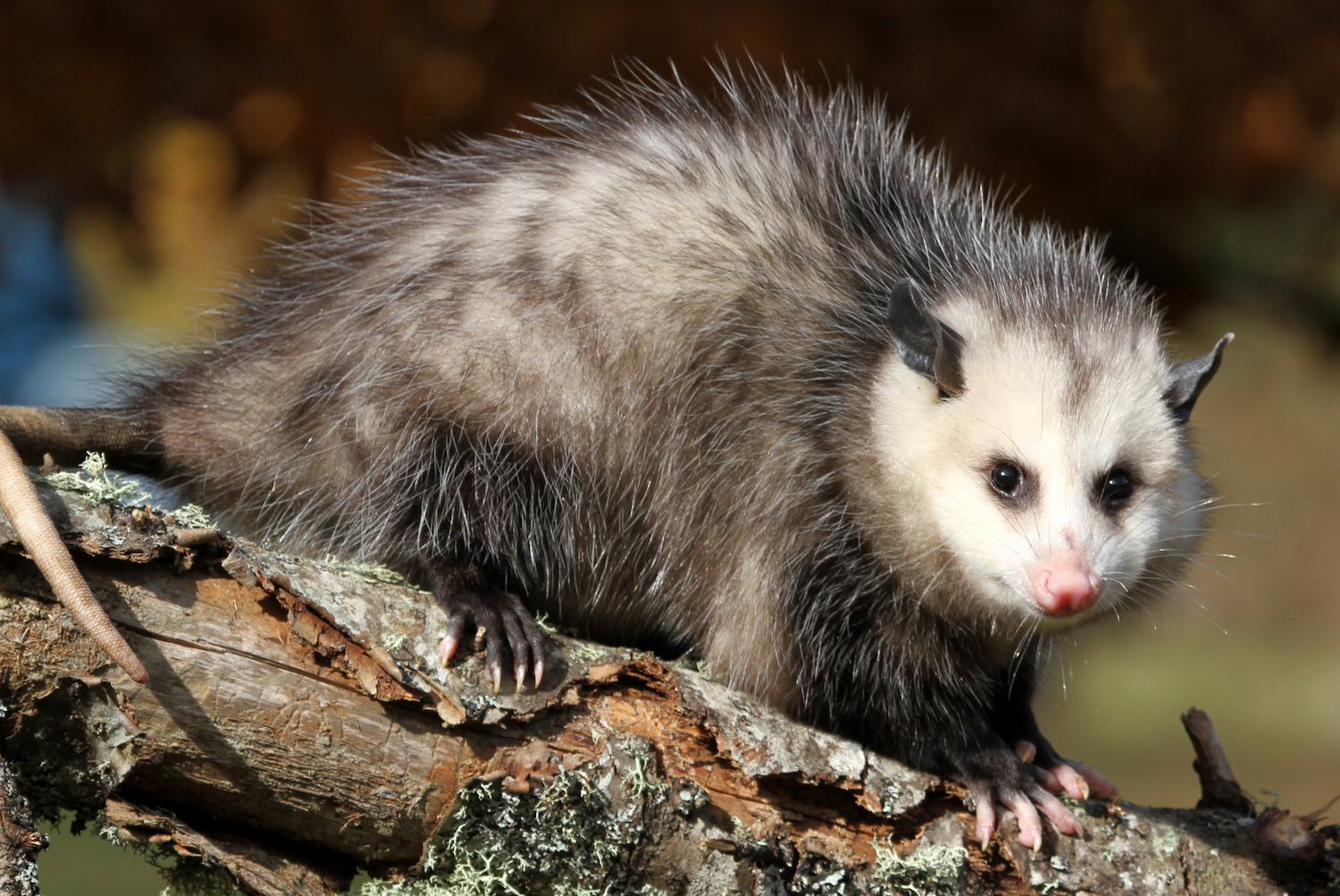 Opossum Removal