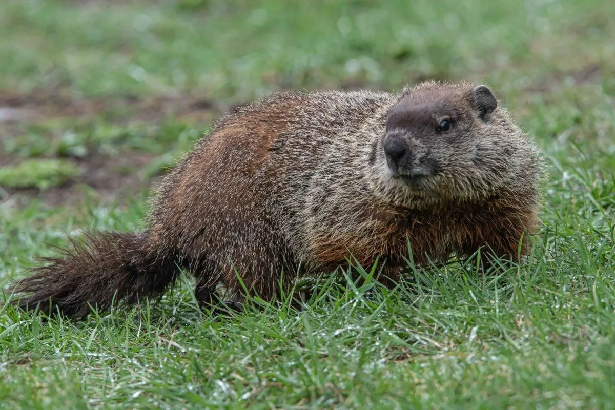 Groundhog Removal