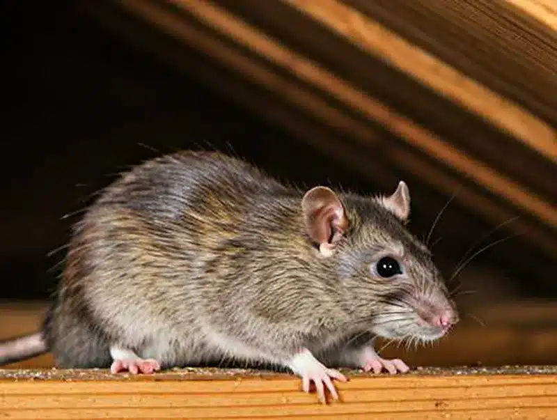 Vole Removal