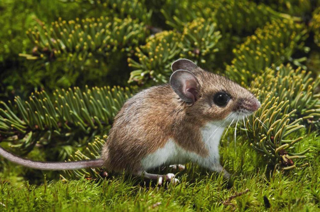 Pest Control Technician