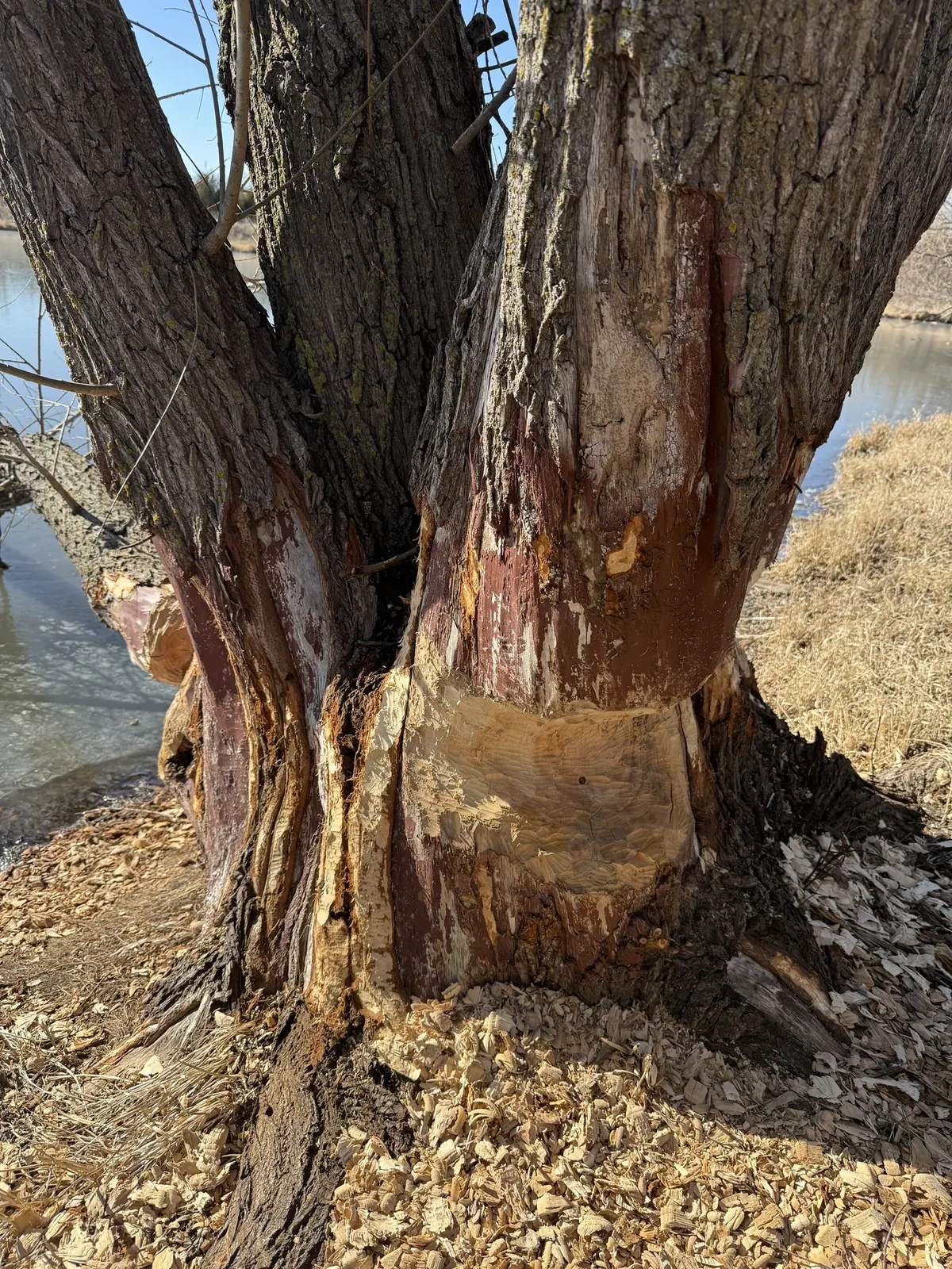 Tree trunk damaged by beaver activity beside a pond