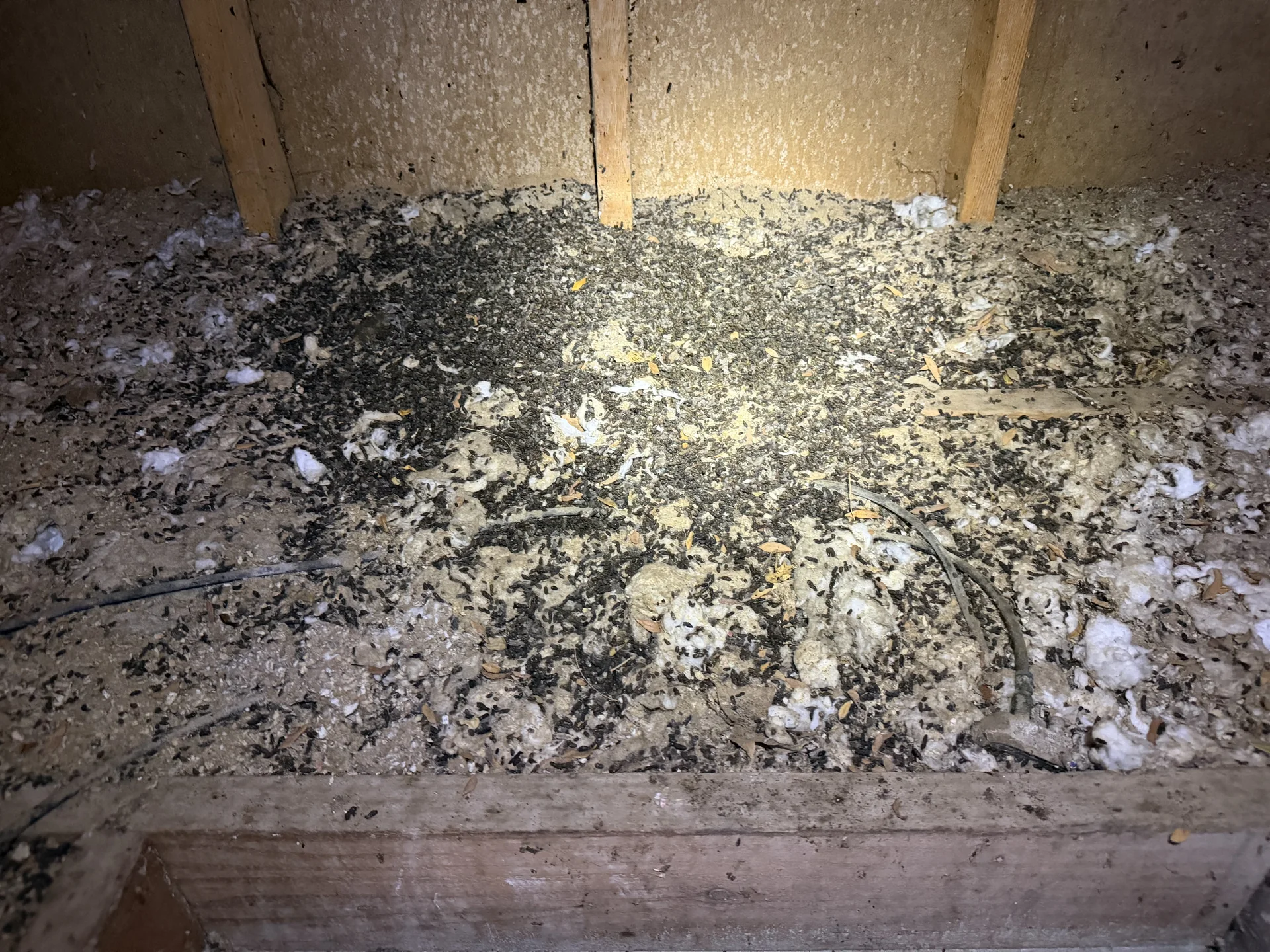 Wildlife-damaged attic materials requiring assessment