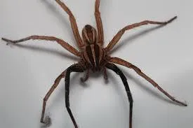 Spider Control