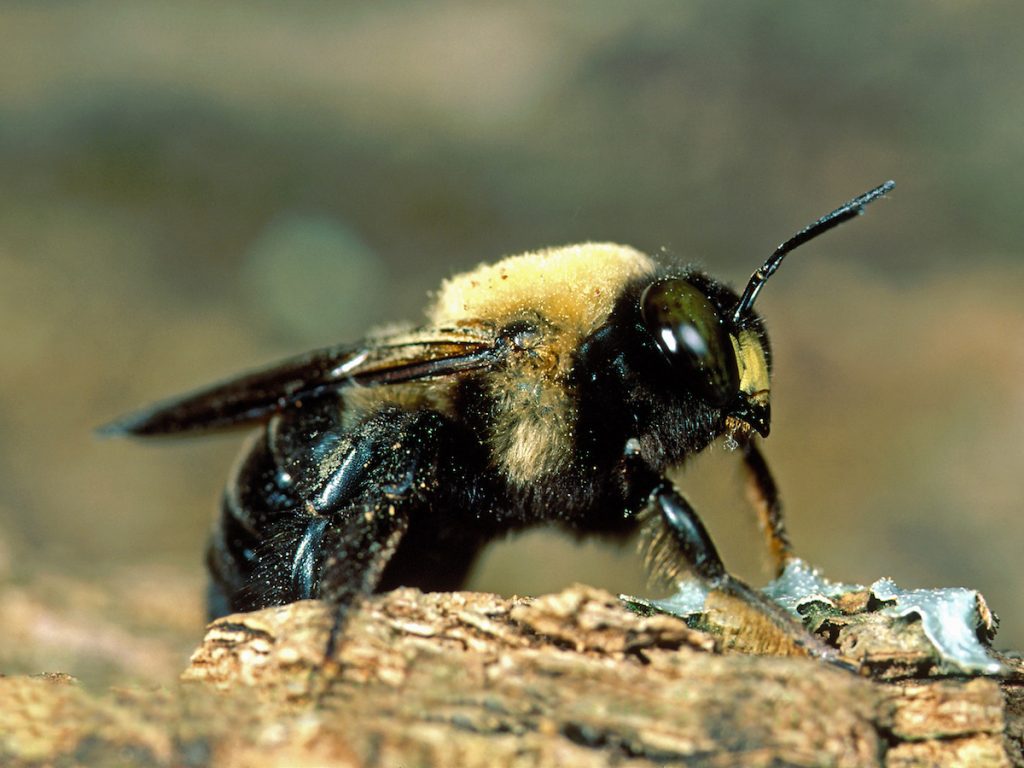 Carpenter Bee Removal