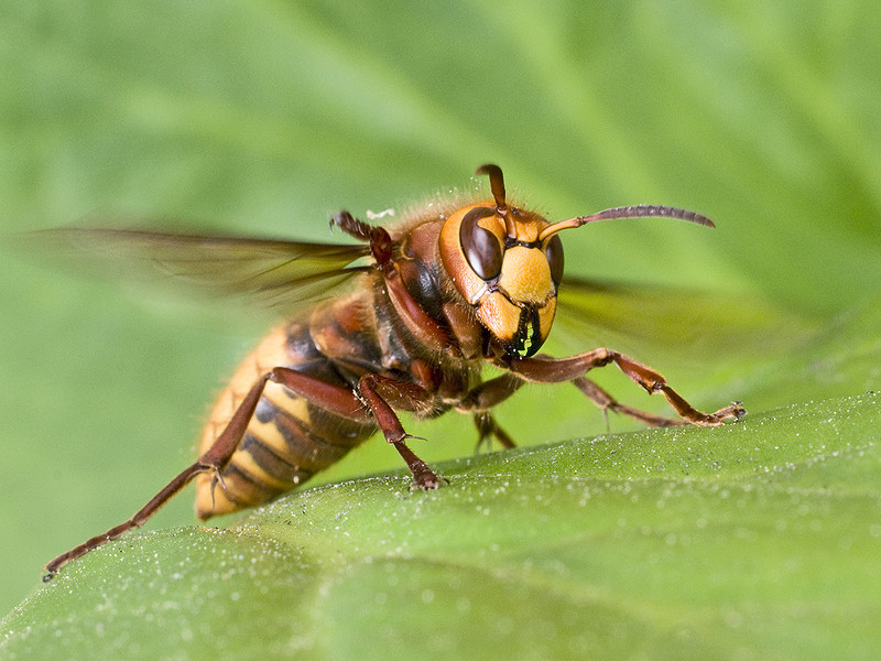 Hornet Removal