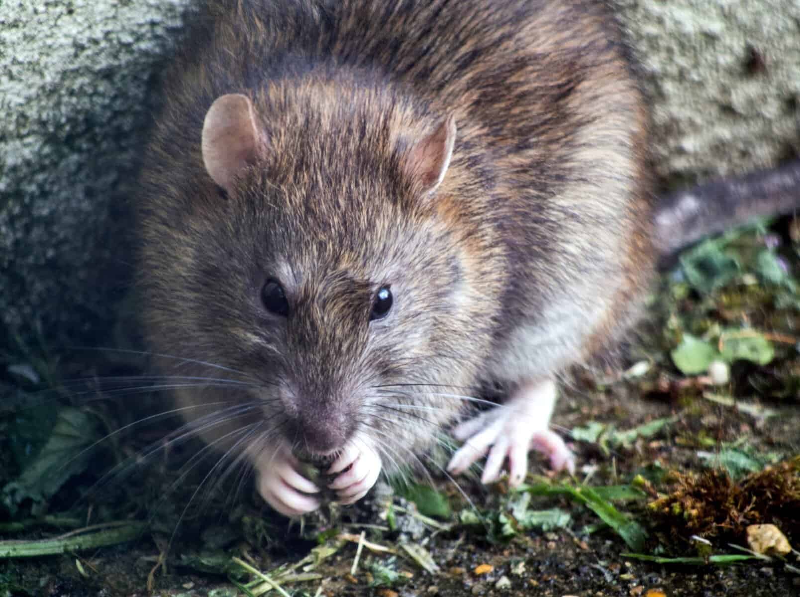 Rat Removal