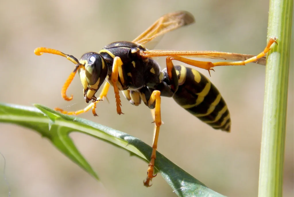 Wasp Removal