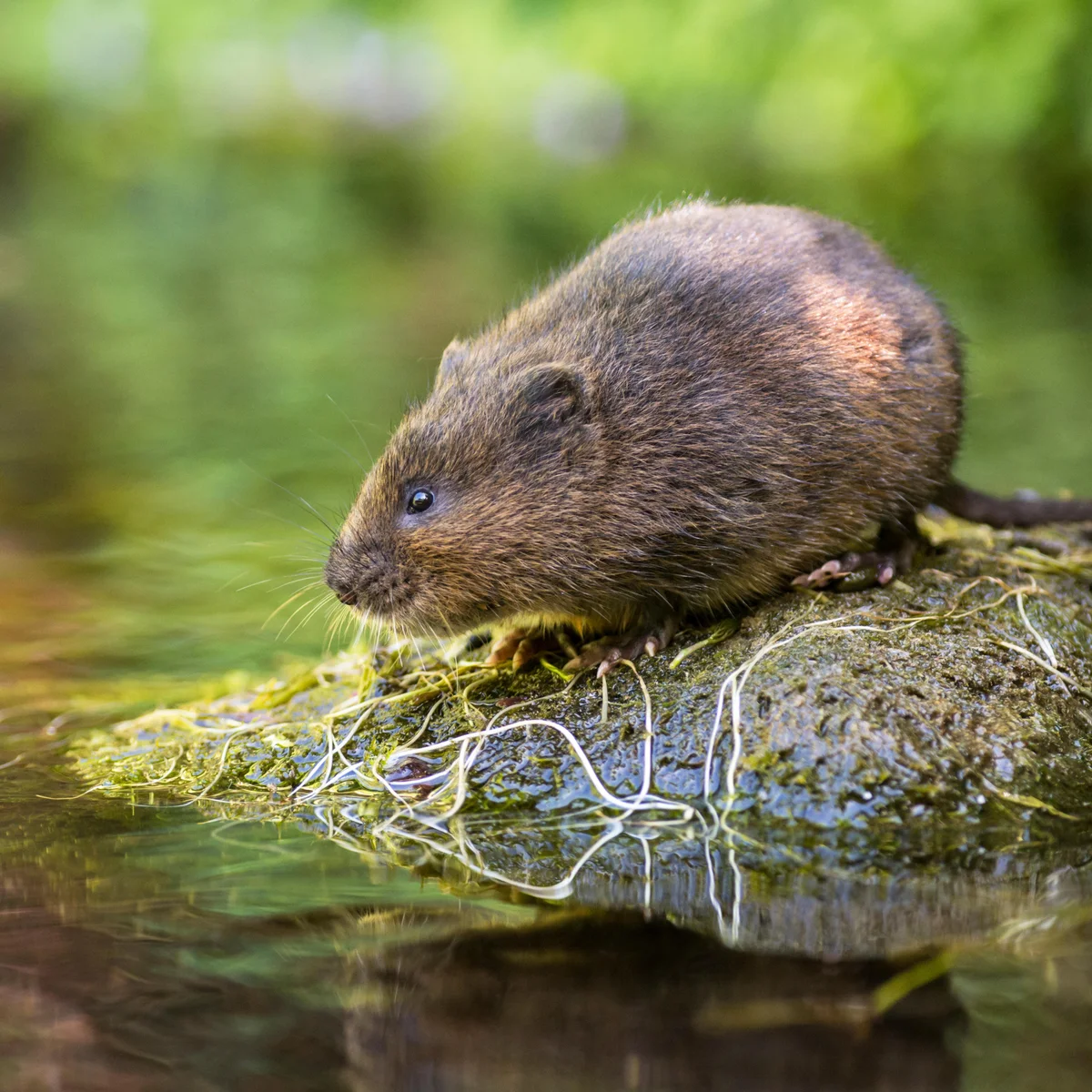Vole Infestation Signs