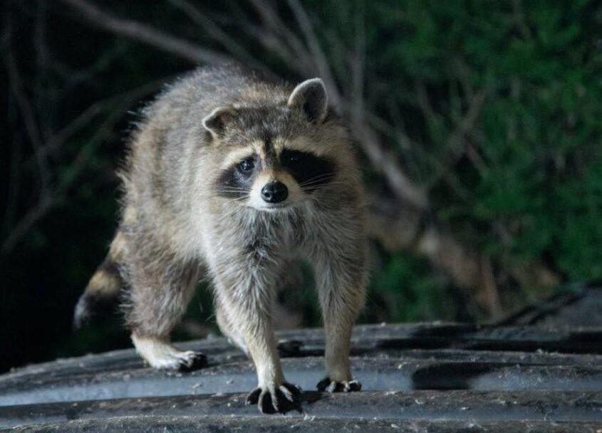 Wildlife Exclusion Services