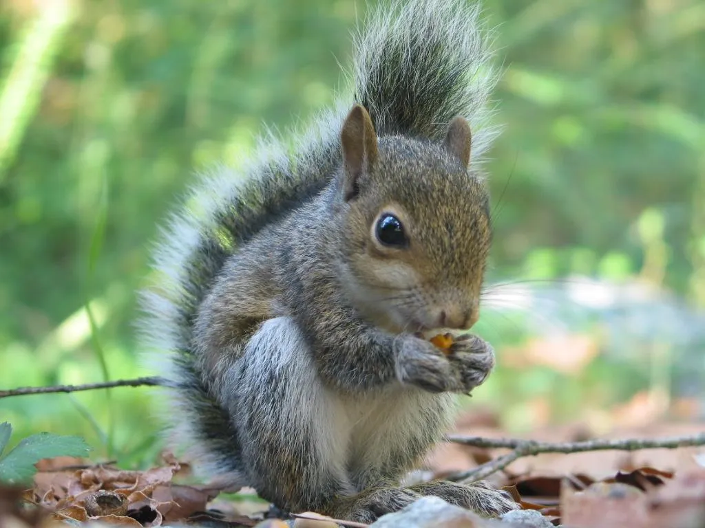 Squirrel Exclusion and Prevention