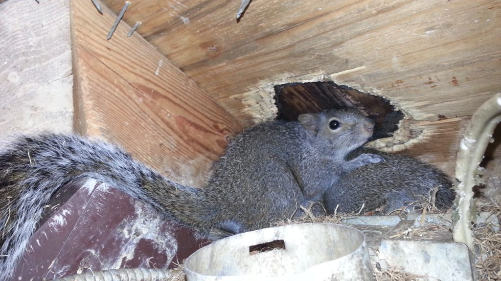 Squirrel Infestation Signs