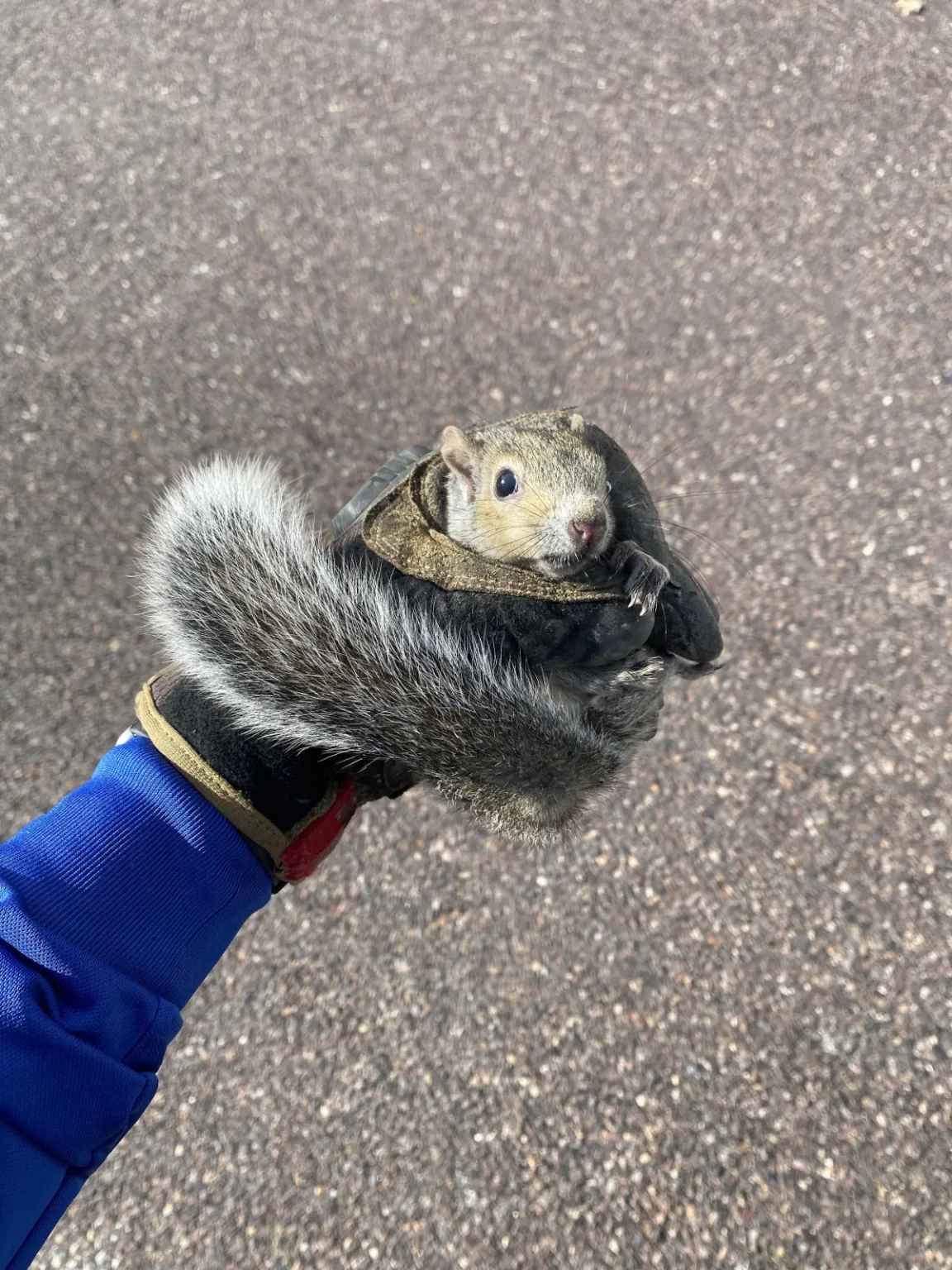 Squirrel Property Damage