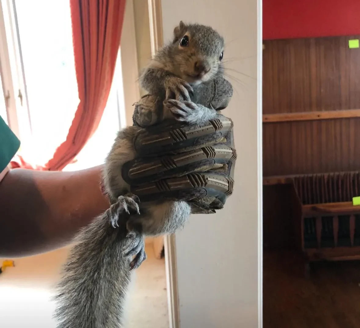 Squirrel Inspection Process