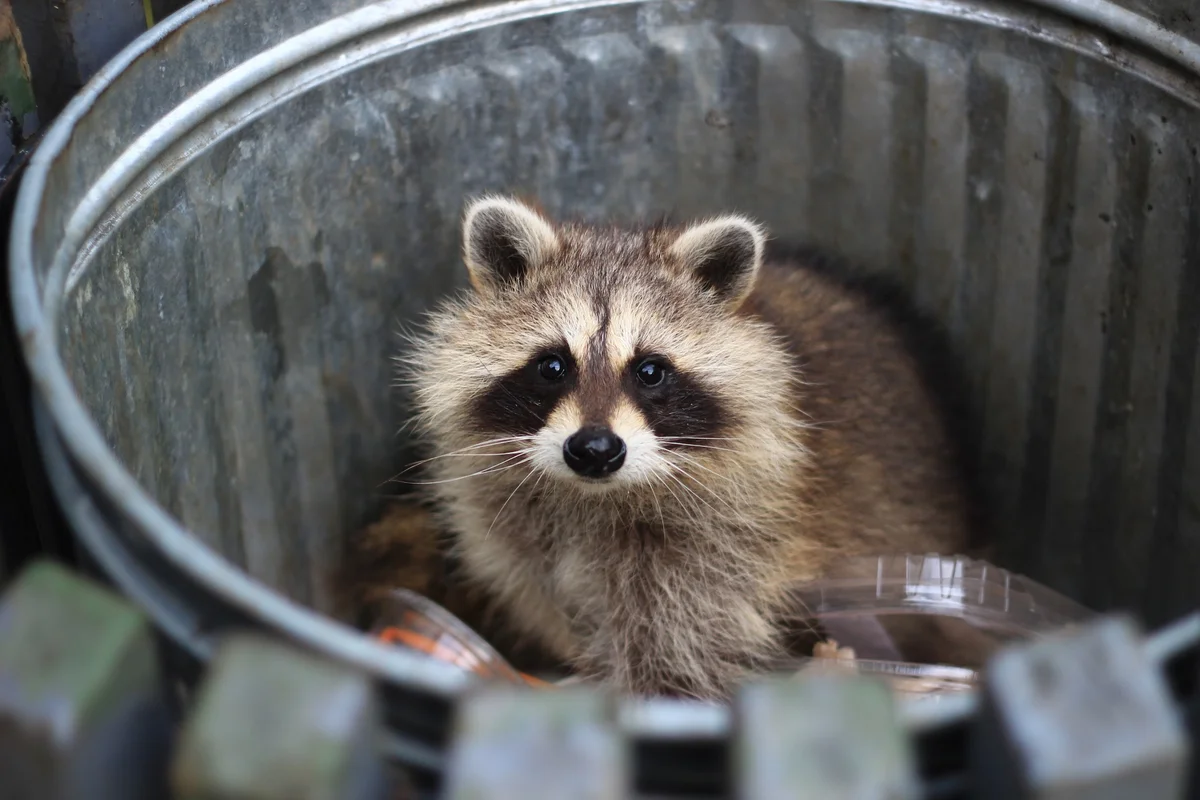 Raccoon Shelter in Attic