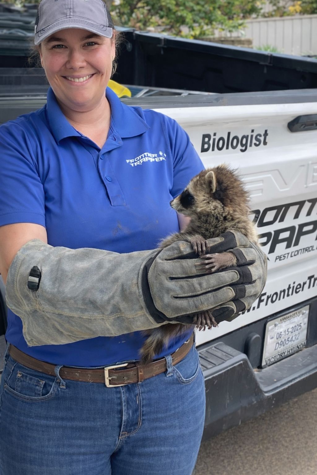 Raccoon Noises in Attic