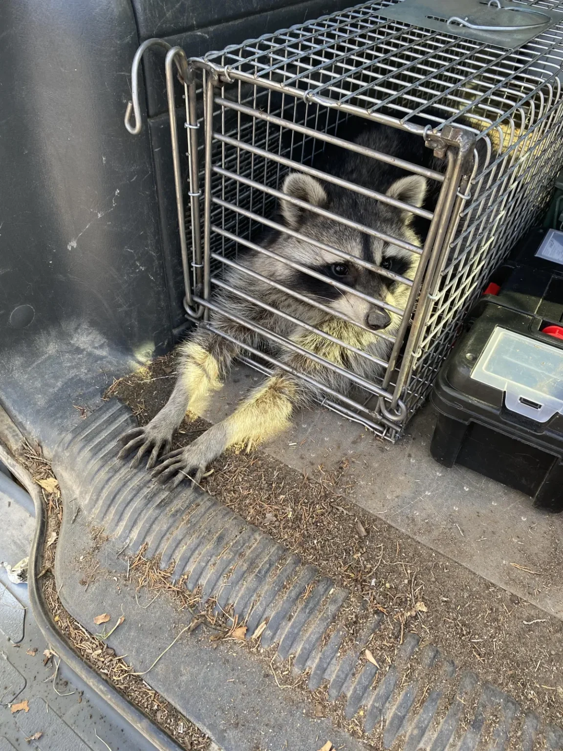 Raccoon Property Damage