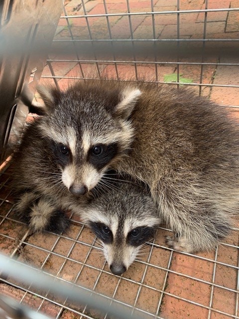 Raccoon Droppings Latrine