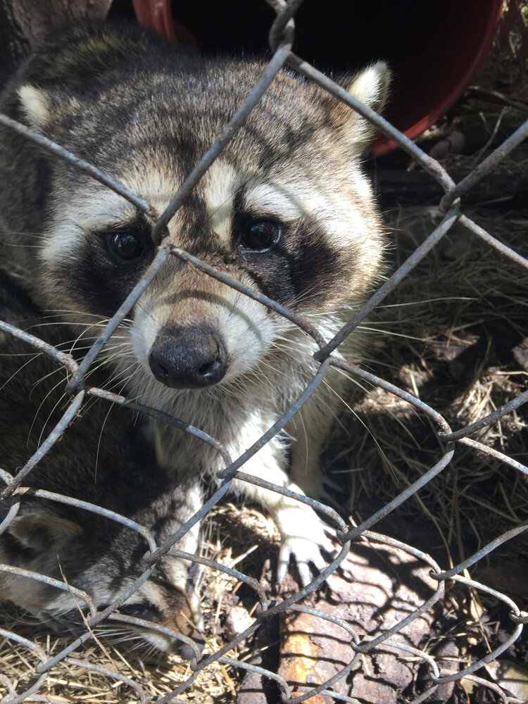 Raccoon Food Sources