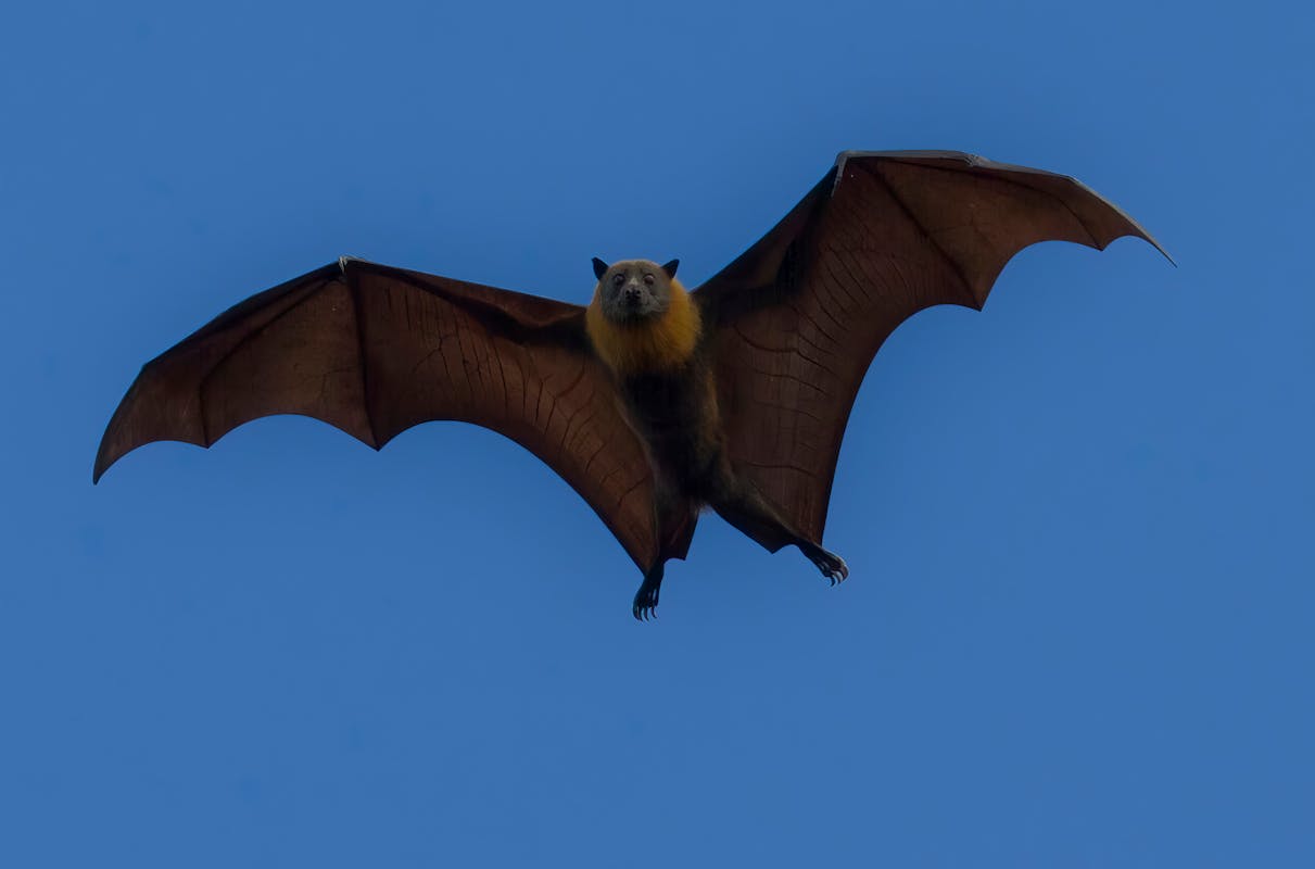 Bat Guano Removal and Sanitation