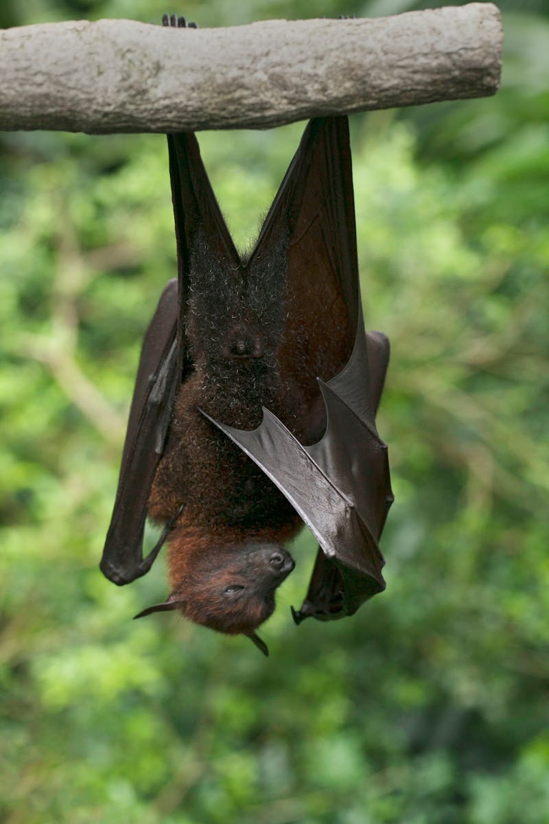 American Brown Bat in Attic