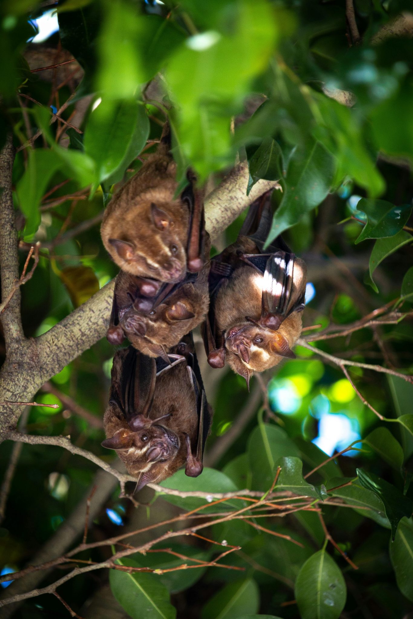 Bat Property Assessment