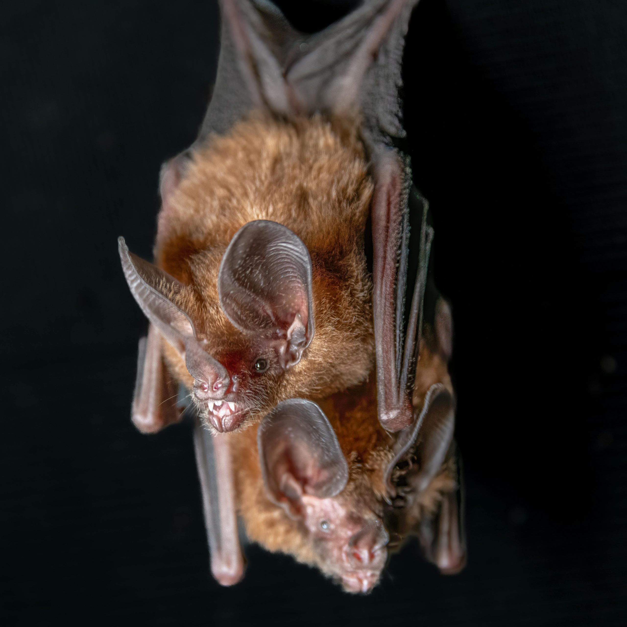 Humane Bat Exclusion Device