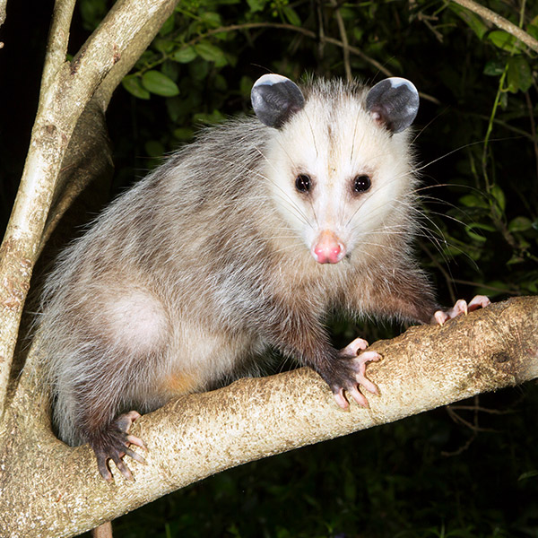 Professional Opossum Control