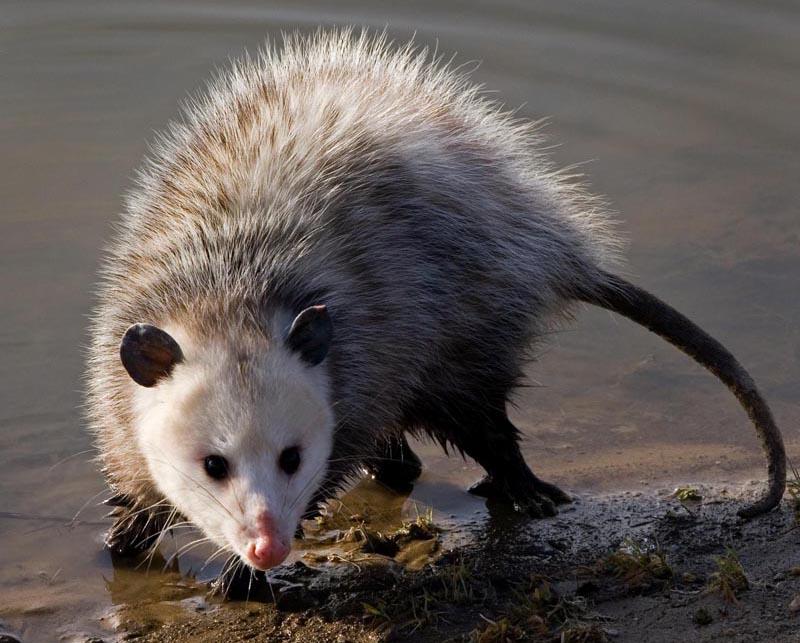 Opossum Infestation Signs