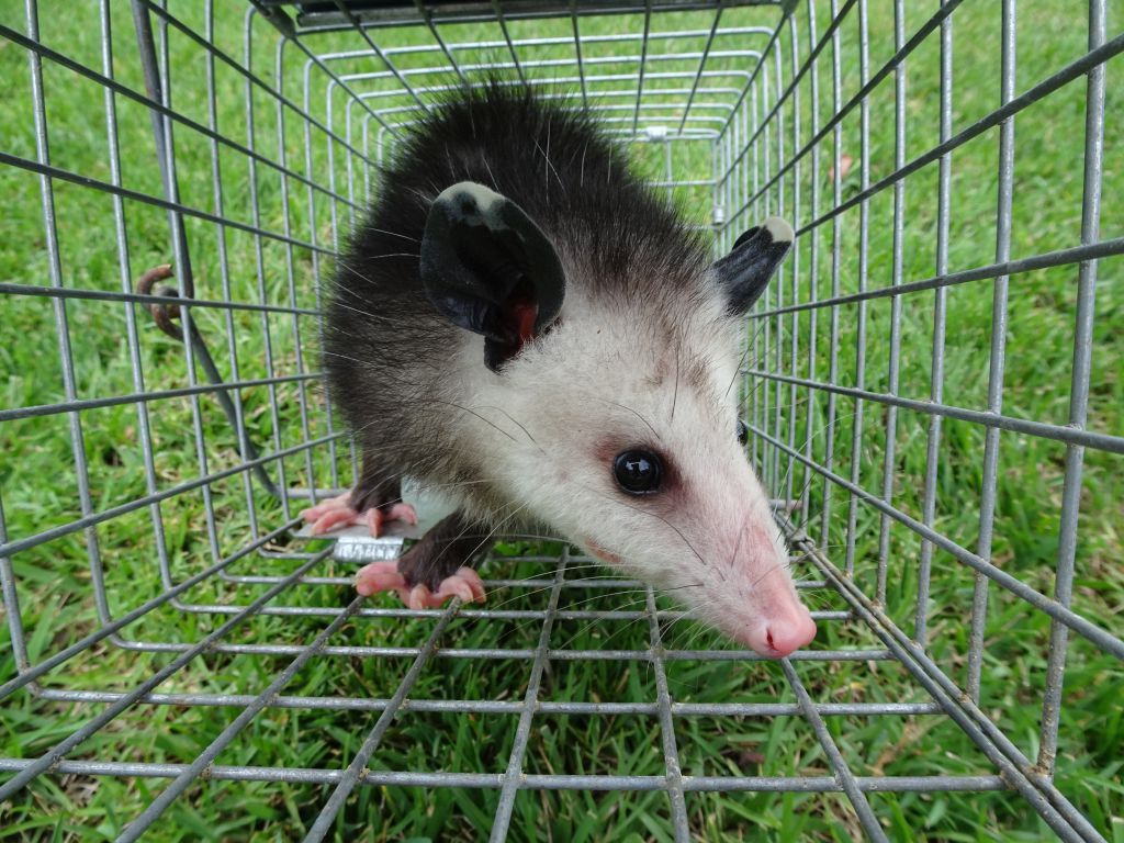 Opossum Property Assessment