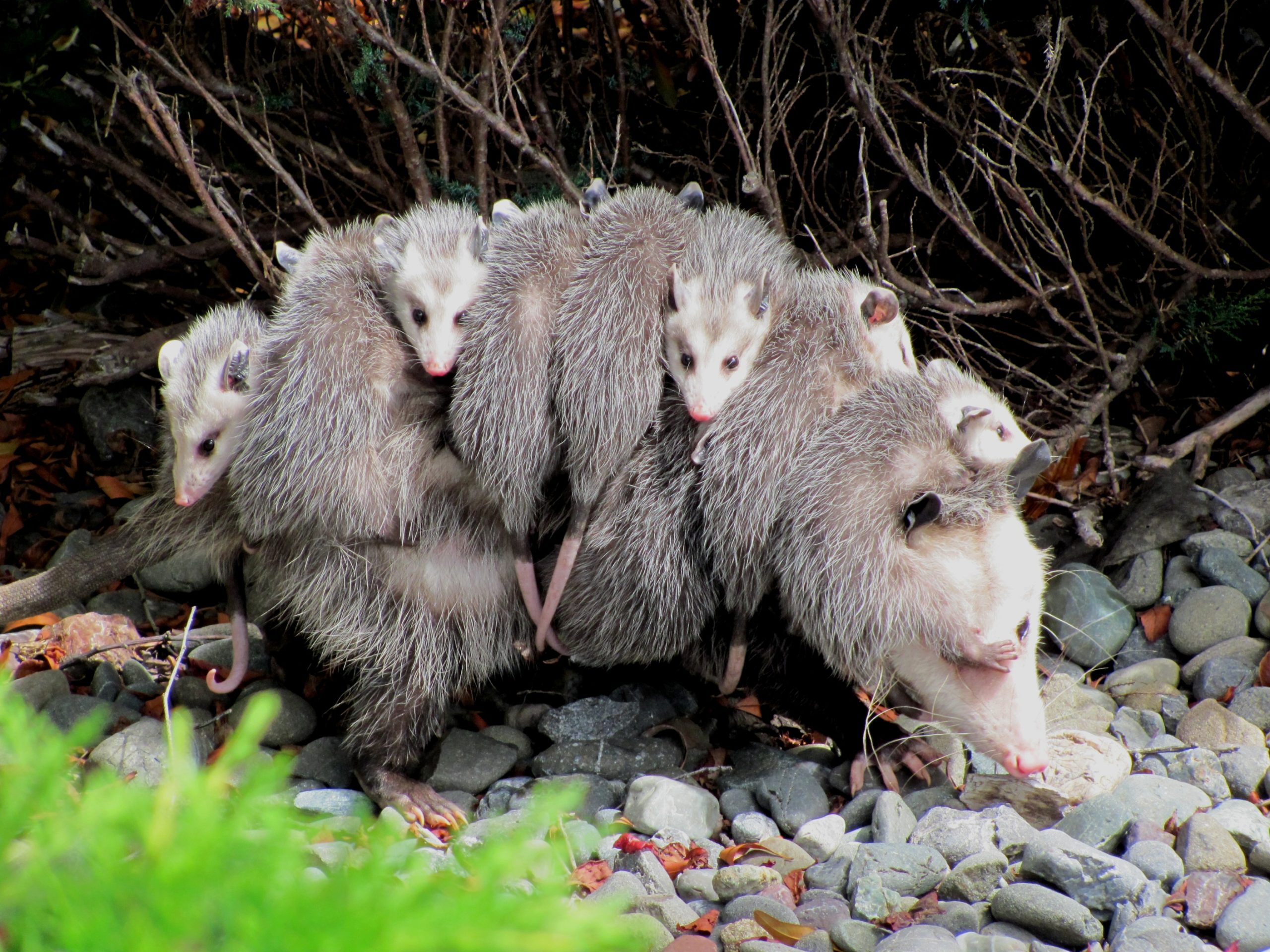 Humane Opossum Removal