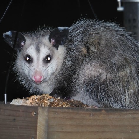 Opossum Exclusion and Protection