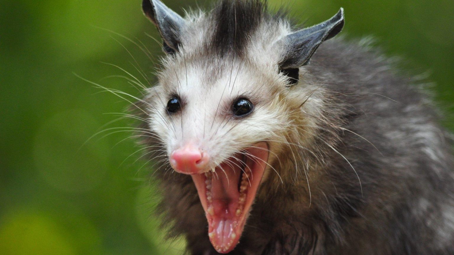 Opossum Sanitation Services