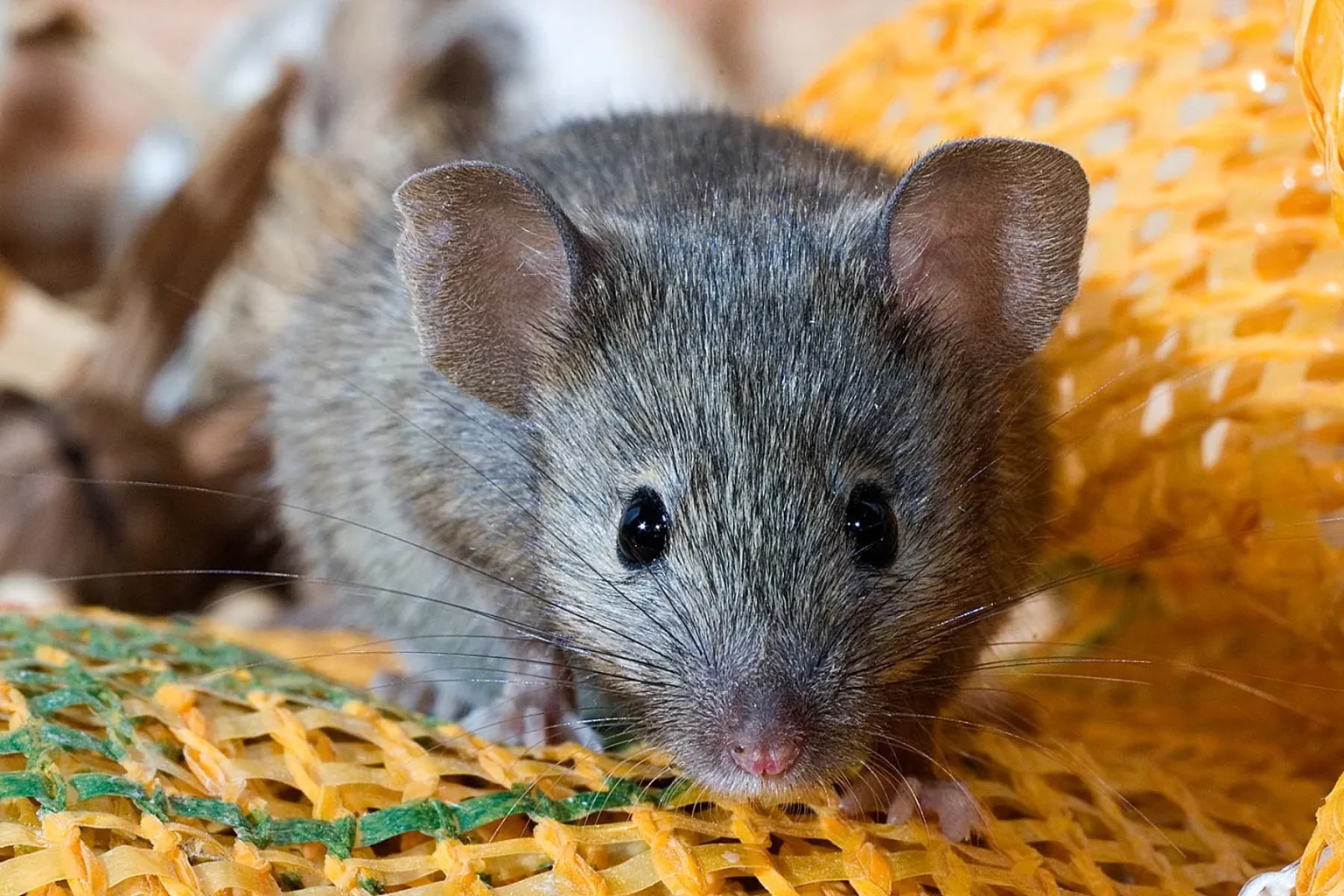 Signs of Mice Infestation