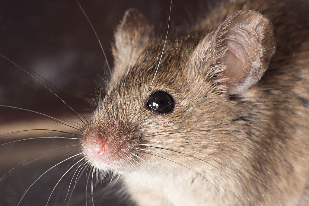 Dangers of Mice Infestation