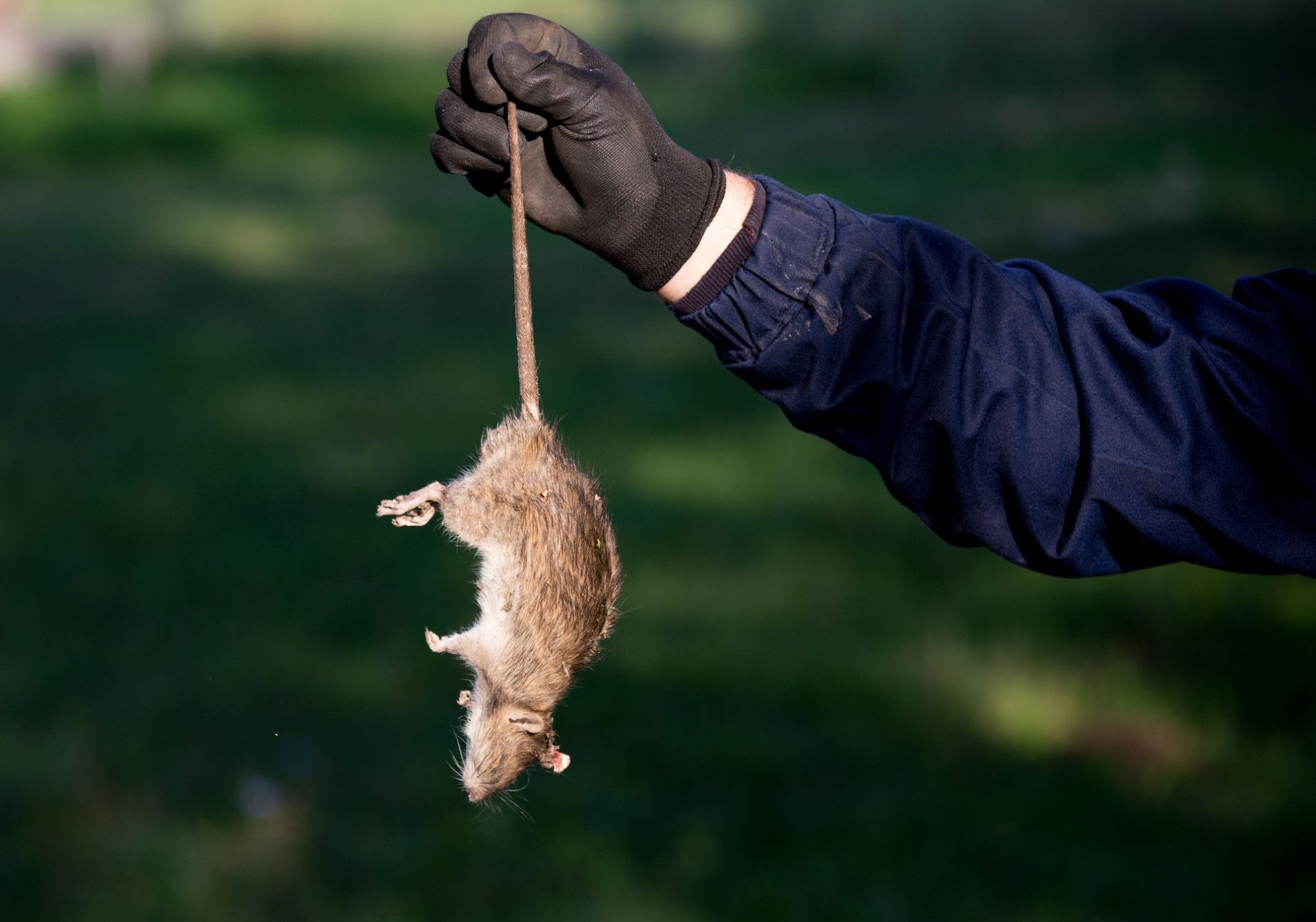 Mice Removal Process