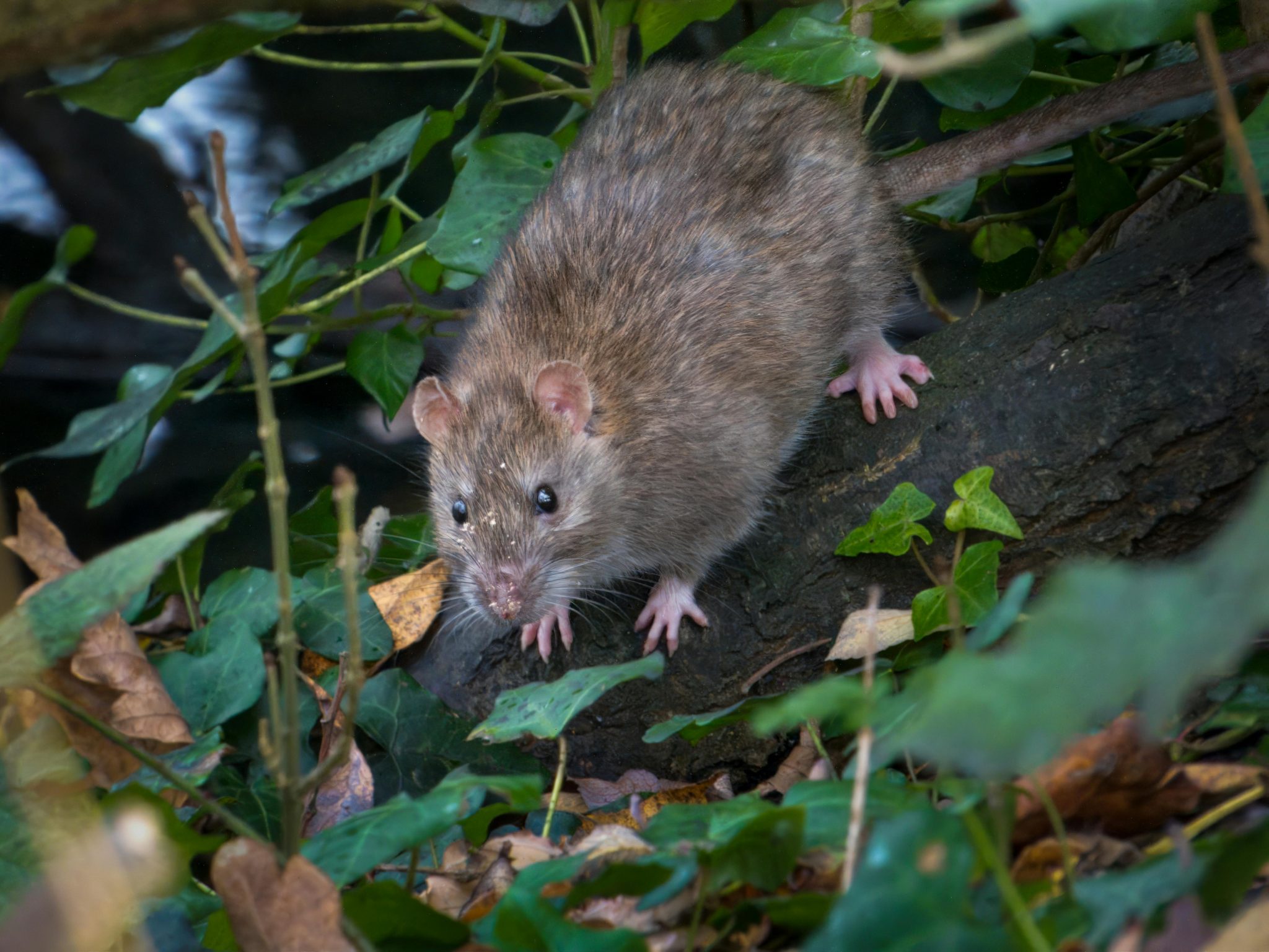 Rat Removal Services