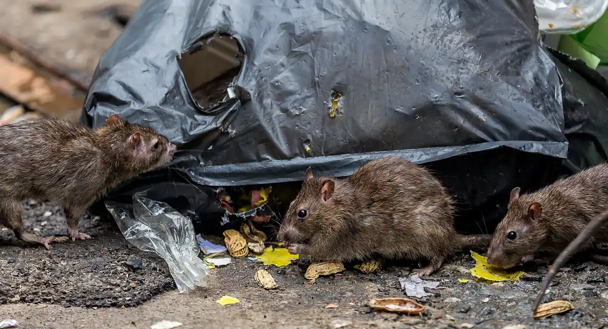 Rat Infestation Understanding