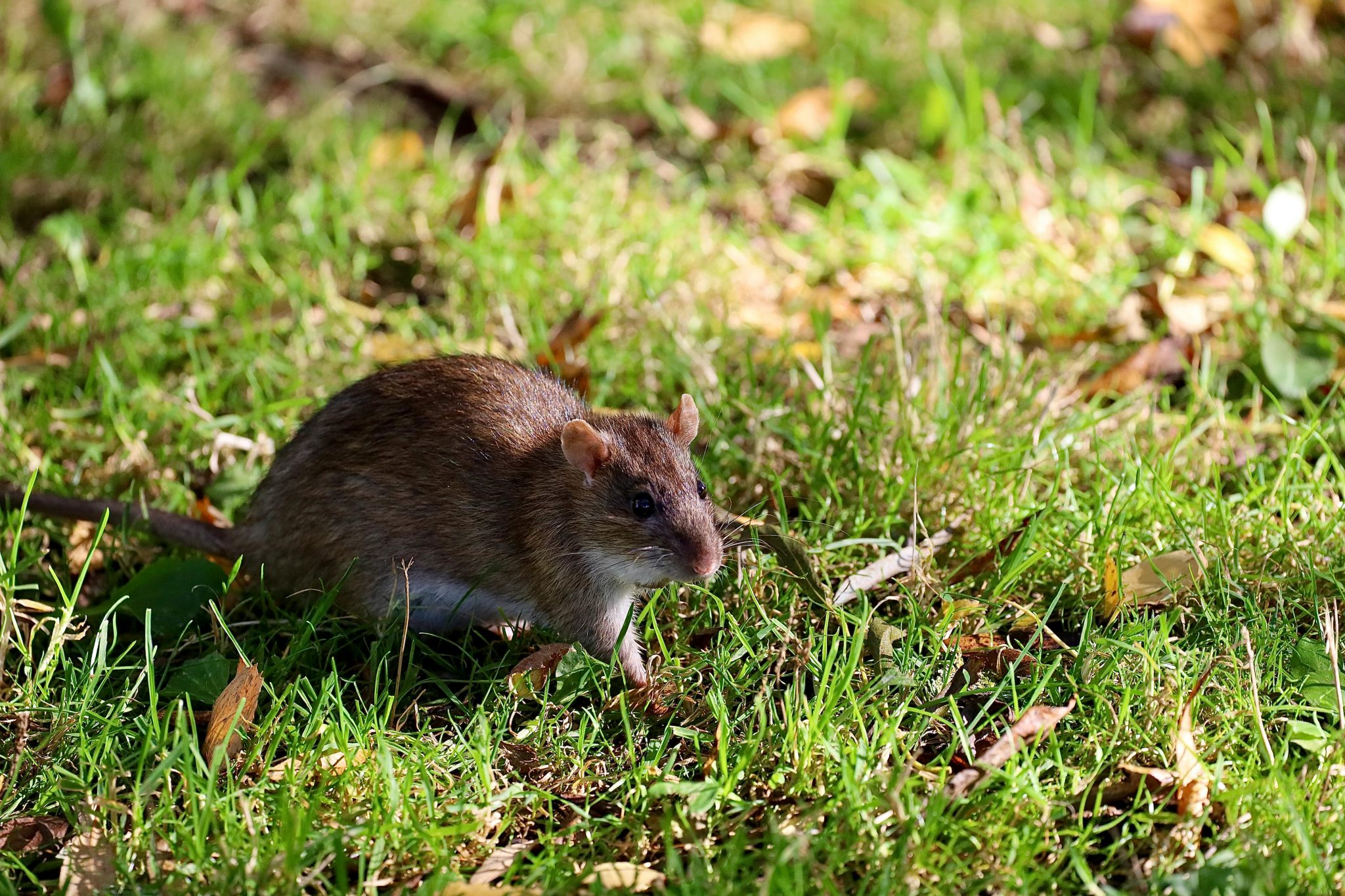 Rat Removal Process