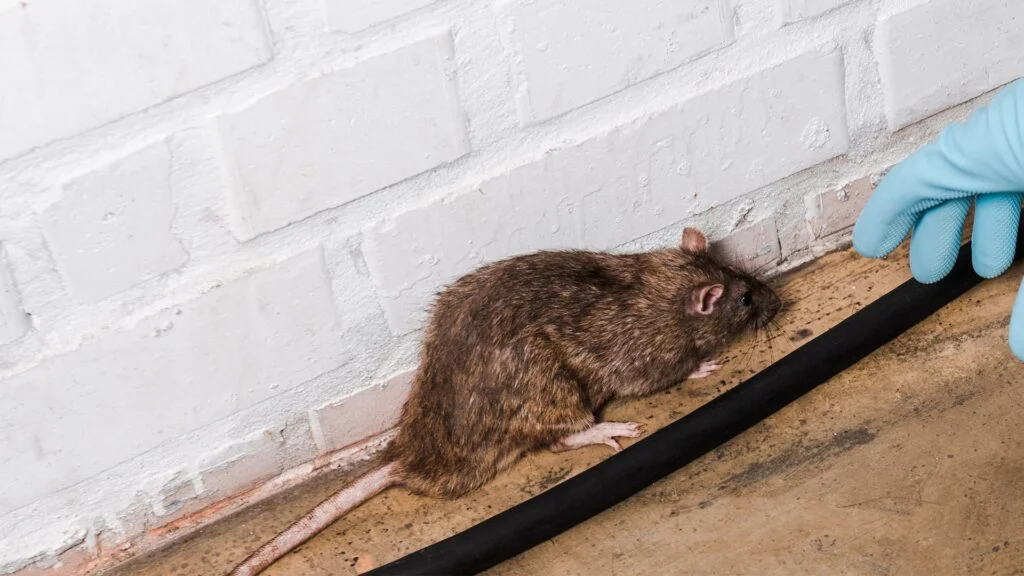 Rat Infestation Signs