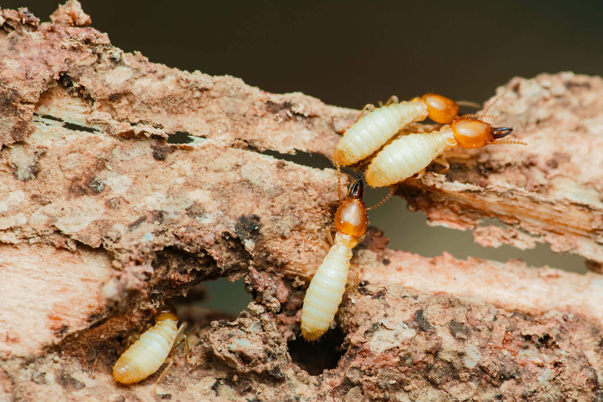 Termite Control Services