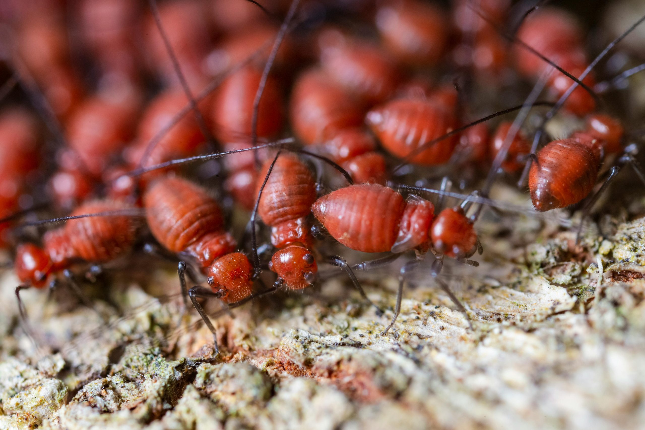 Professional Termite Control